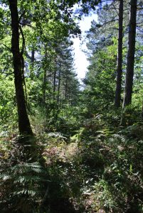 Les randonnées en forêt 1