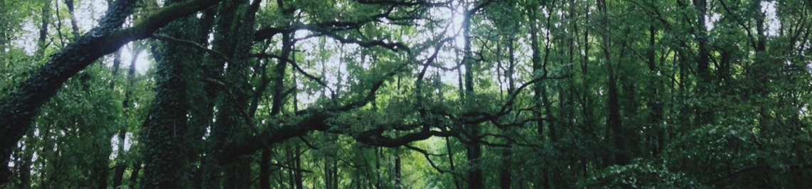 Les randonnées en forêt