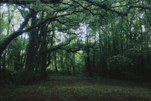Les randonnées en forêt