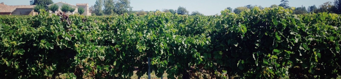 Le vignoble de Gaillac