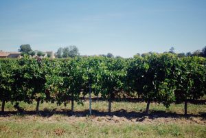 Le vignoble de Gaillac