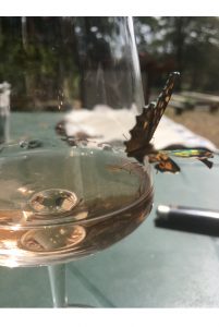 Le vignoble de Gaillac 3