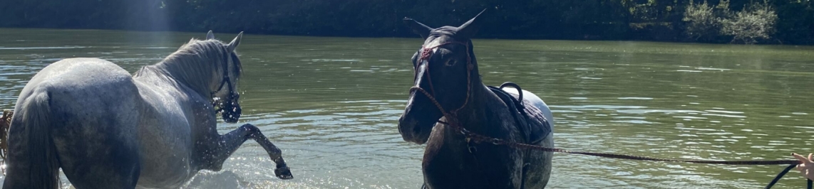 Séjour cavaliers et chevaux - hébergement et balades dans le Tarn